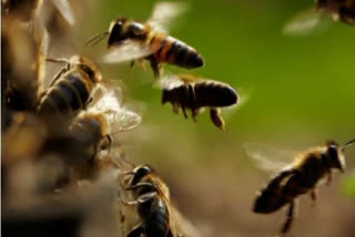 honey bees attack on 16 ganesh devotees injured in maregaon yavatmal