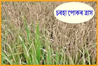sorha insects destroy in paddy field