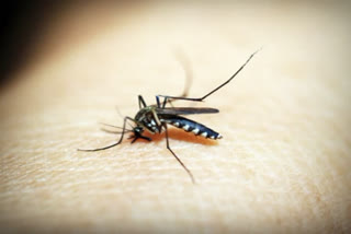 dengue cases increase in delhi