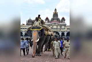 dussera-jumbos-start-training-with-sand-bags-in-mysore