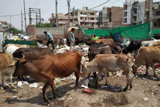 Stray cows gathering on road of burari in delhi