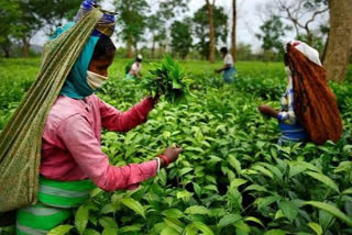 6 lakhs of people of tea garden will perform national anthem together on 26th spetempber