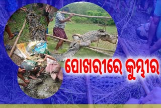 ପୋଖରୀରୁ ଉଦ୍ଧାର ହେଲା ୮ ଫୁଟ ଲମ୍ବର କୁମ୍ଭୀର