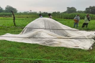 elephant-dies-due-to-electrocution-in-paonta-sahib