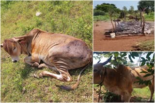 unknown-people-set-a-fire-to-cattle-shed-in-kalburgi