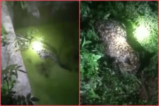 leopard-cub-fell-in-water-tank-in-kandaghat-subdivision-of-solan