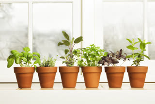 what plants can be grown at home  which plants are easy to grow  indoor plants to grow at home  basics of gardening  gardening  gardening tips  indoor plants  plants with medicinal benefits  which herbs can be grown at home  benefits of herbs  ഔഷധ സസ്യങ്ങള്‍  ആരോഗ്യം  സൗന്ദര്യം  ബ്രഹ്മി  അശ്വഗന്ധ  തുളസി  ചെറുനാരങ്ങ  കറ്റാർ വാഴ  പുതിന  ആര്യ വേപ്പ്