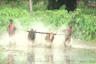 Kundara Maramadi Festival  Kundara  പിള്ളവീട്ടില്‍ ഏല  Kundara news  Kundara Pillaveetil Ela  മരമടി ഉത്സവം  കുണ്ടറ കാളപ്പൂട്ട്  കാളപ്പൂട്ട് മത്സരം