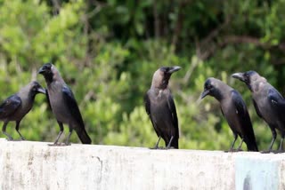 In Pitru Paksha, crows are symbols of ancestors