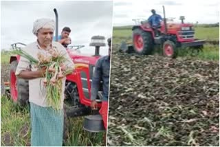 farmer-destroys-onion-crop-in-chikkamagalore