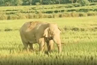 Elephant terror at Rangapara