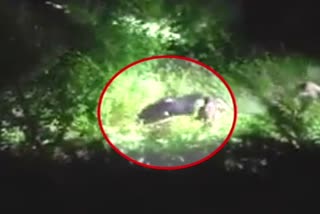 Wild Bear attack on forest guards at joshimath chamoli