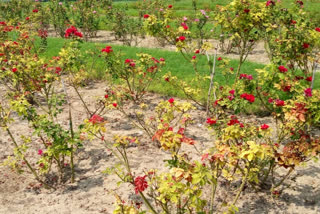 Dwarka Rose Garden reopen after lockdown in delhi