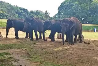 ಮೈಸೂರು ರಾಜಮನೆತನದ ಆನೆ