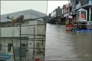 fatehabad monkey video heavy rain