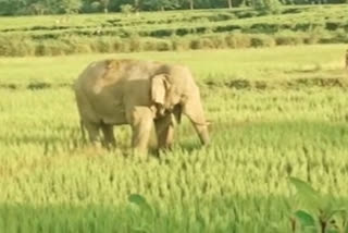 Wild elephant spotted amidst paddy field in Assam's Sonitpur