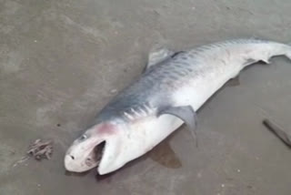 Corpse of near threatened long tiger shark spotted in Karnataka's Majali beach