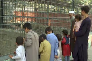 Taliban, Kabul residents seek normalcy at city zoo