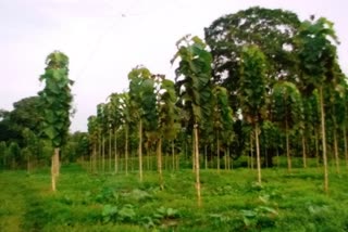 Teak plants