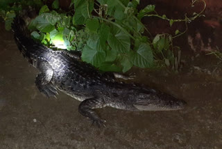 Crocodiles Rescued