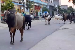 Stray Animals Increasing Gohana