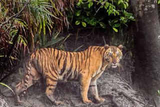 Rajasthan: DNA samples of tigers collected to assess mental stress