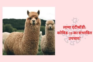 llama antibodies, COVID-19, coronavirus, covid pandemic, covid treatment, llama antibodies, can covid be treated, how is covid treated, how to prevent covid, what causes covid, causes of covid, can Antibodies From Llamas treat covid