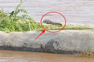 viral video, crocodile in the river
