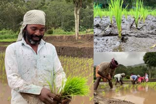 idukki muttukadu paddy  cultivation started in muttukadu paddy  muttukadu paddy  cultivation started in muttukadu paddy at idukki  മുട്ടുകാട് പാടശേഖരത്തിൽ കന്നികൃഷിക്ക് തുടക്കം കുറിച്ചു  മുട്ടുകാട് പാടശേഖരം  മുട്ടുകാട്  ഇടുക്കിയുടെ കുട്ടനാട്  ഇടുക്കി  idukki