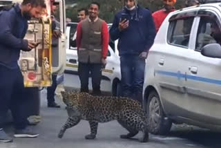 Why are leopards becoming cannibals in Himachal Pradesh