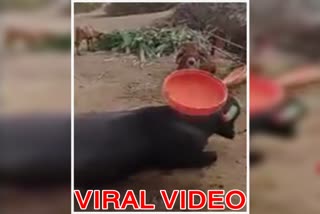 buffalo viral video, buffalo stunt