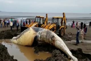 palghar Whale news