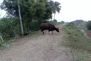 Gaur Captured at belagavi