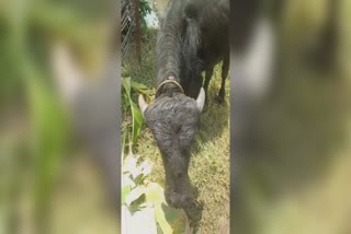 പോത്തിന്‍റെ ചെവികൾ അറുത്തുമാറ്റി  പോത്ത്  buffalo  Ears of the buffalo were cut off  തകഴി  സാമൂഹ്യ വിരുദ്ധർ  മൃഗസംരക്ഷണ വകുപ്പ്  പൊലീസ്  മൃഗാശുപത്രി