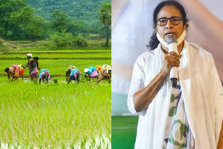 bengal-farmers-income-increased-in-mamata-banerjee-regime-but-their-farming-dependency-decreased