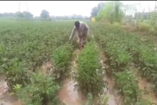 Heavy rains in Amravati