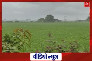 Farmers of Devbhoomi Dwarka District are happy because of sufficient rain
