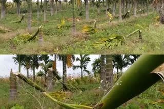 miscreants cut more than 70 areca nut trees