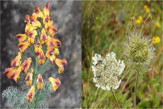 Sosaria flower bloomed in himalayan region