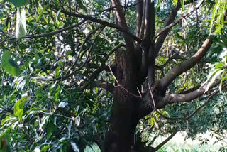 Old mango trees become young with new technology