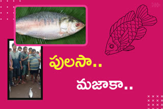 pulasa fish sold with the worth of rs. 18 thousand