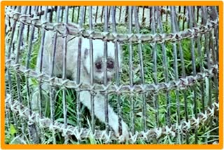 Slow Loris rescued at Sonari