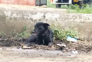 कुत्तों का 'आतंक'