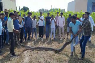 python was caught by the forest department