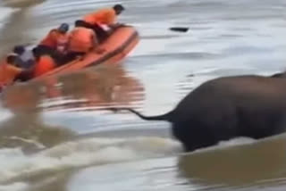 नदीत वाहून जाणाऱ्या हत्तीला वाचविताना बचाव पथकाची बुडाली बोट