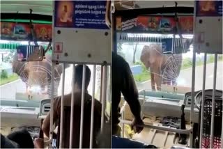 elephant attacked on bus