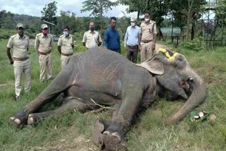 Female elephant died