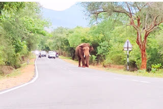 யானை தாக்கி விவசாயி படுகாயம்