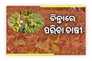 ଅମଳ ବେଳେ ପଚିଗଲା ଏକର ଏକର ପରିବା, ଚିନ୍ତାରେ ଚାଷୀ