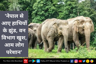 लखीमपुर खीरी में नेपाली जंगली हाथियों की आमद, वन विभाग खुश तो आम लोग बता रहे आफत, जानें क्या है मामला